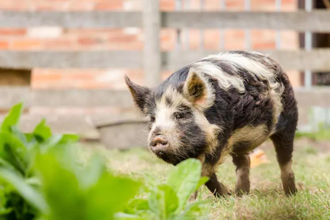 Piglet Holiday home